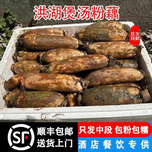 仙桃市湖北粉藕洪湖粉藕沔城藕九孔藕顺丰送货上门无中转费