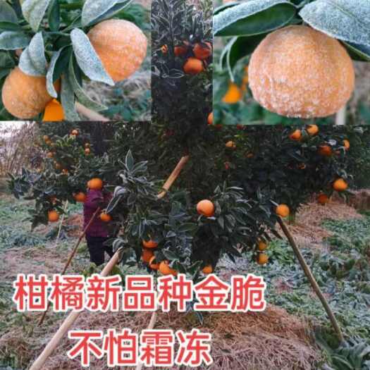 简阳市新品种耐霜冻嫁接柑橘桔子树苗金脆柑橘桔子树苗嫁接枝条量大优惠