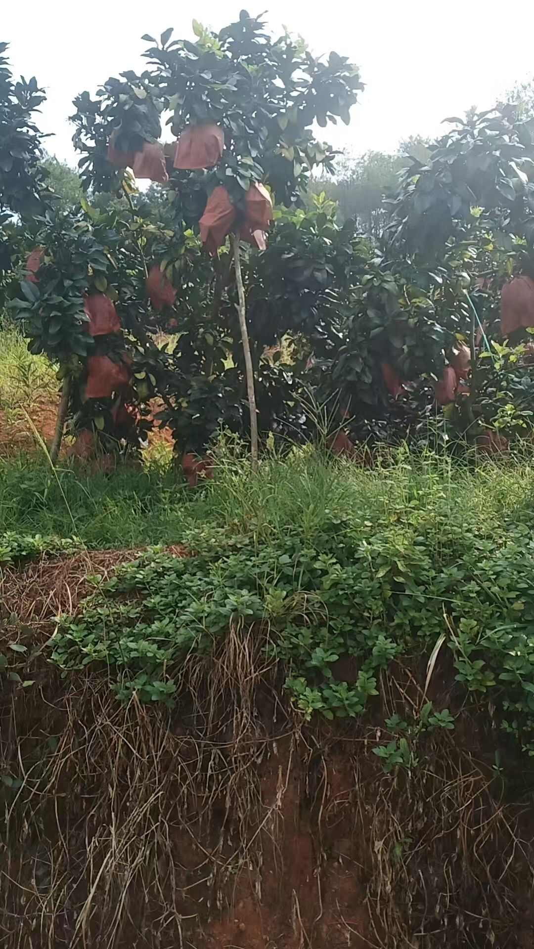 梅州原产地三红蜜柚