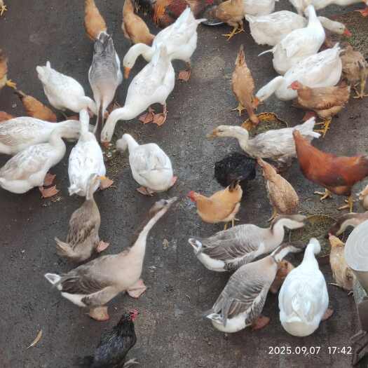 藤县自家散养土鹅，喂五谷杂粮160天的老鹅