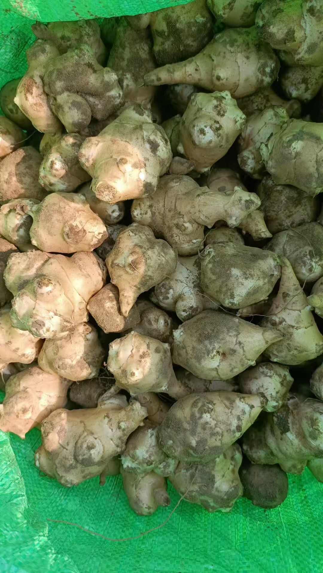 洋姜大量发货，产地直供需要联系，