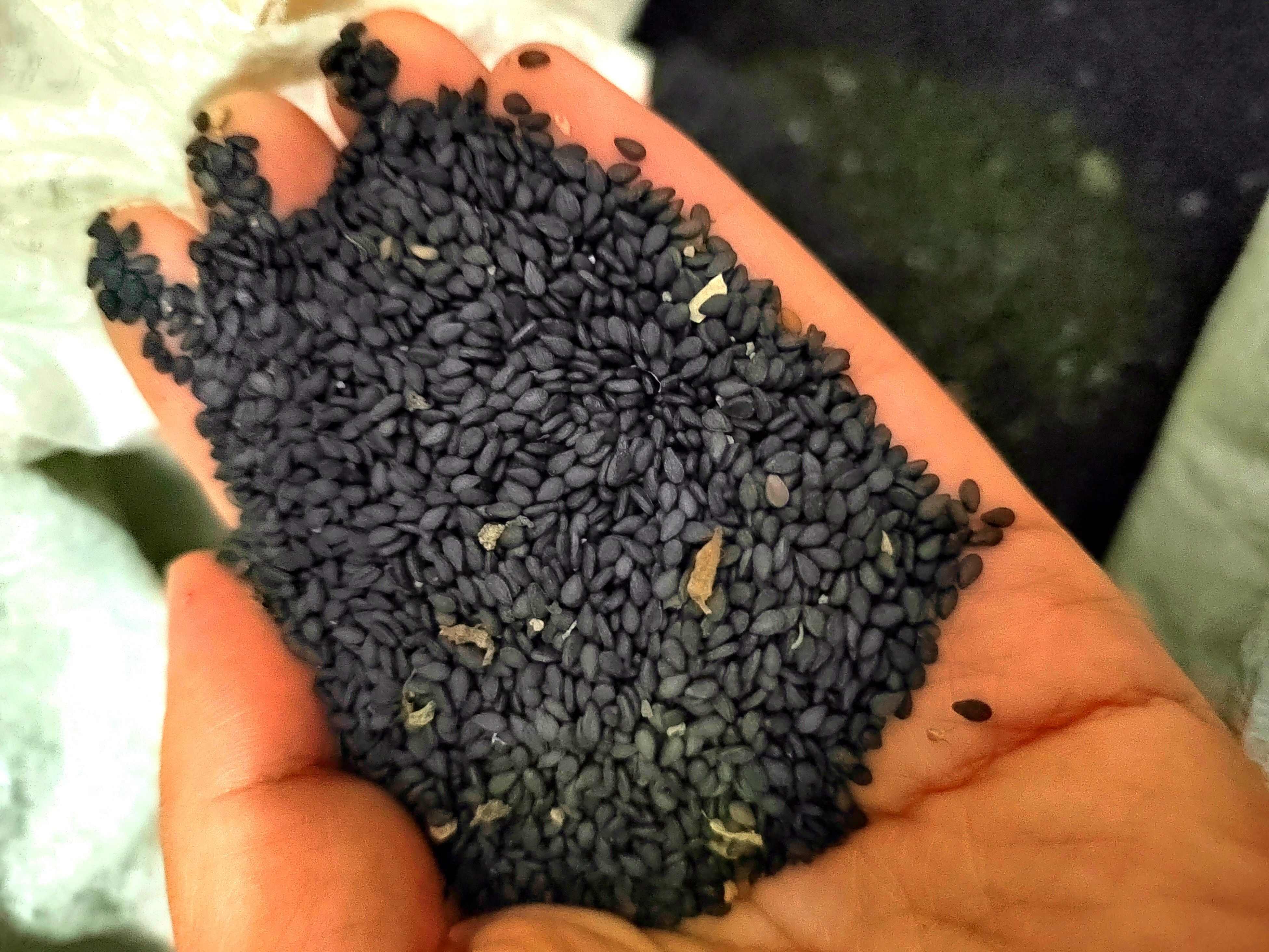 农村自产黑芝麻