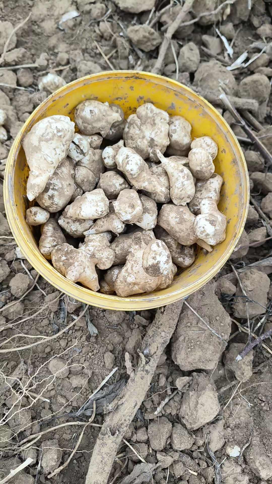 洋姜大量发货，产地直供需要联系，