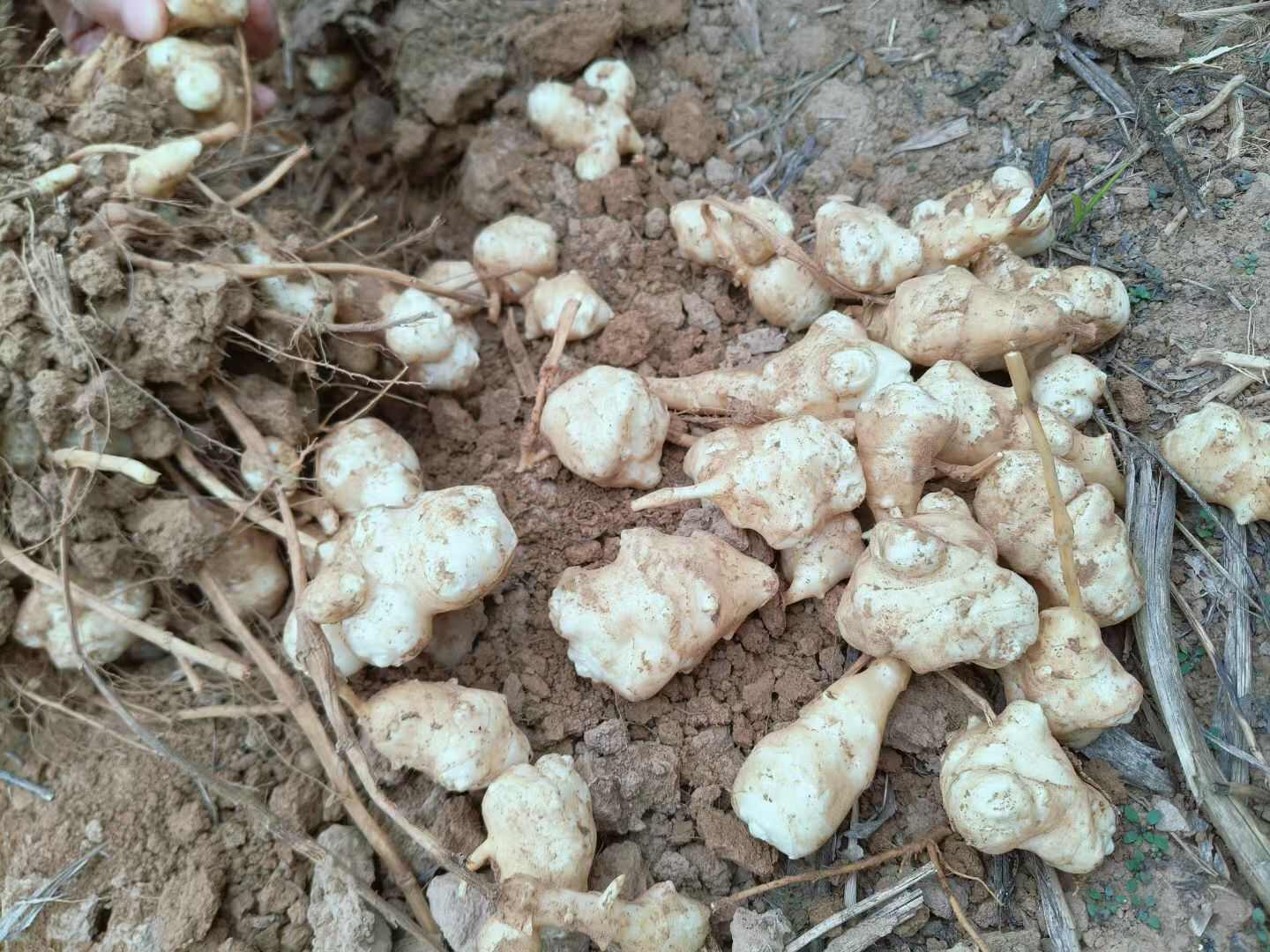 洋姜大量发货，产地直供需要联系，