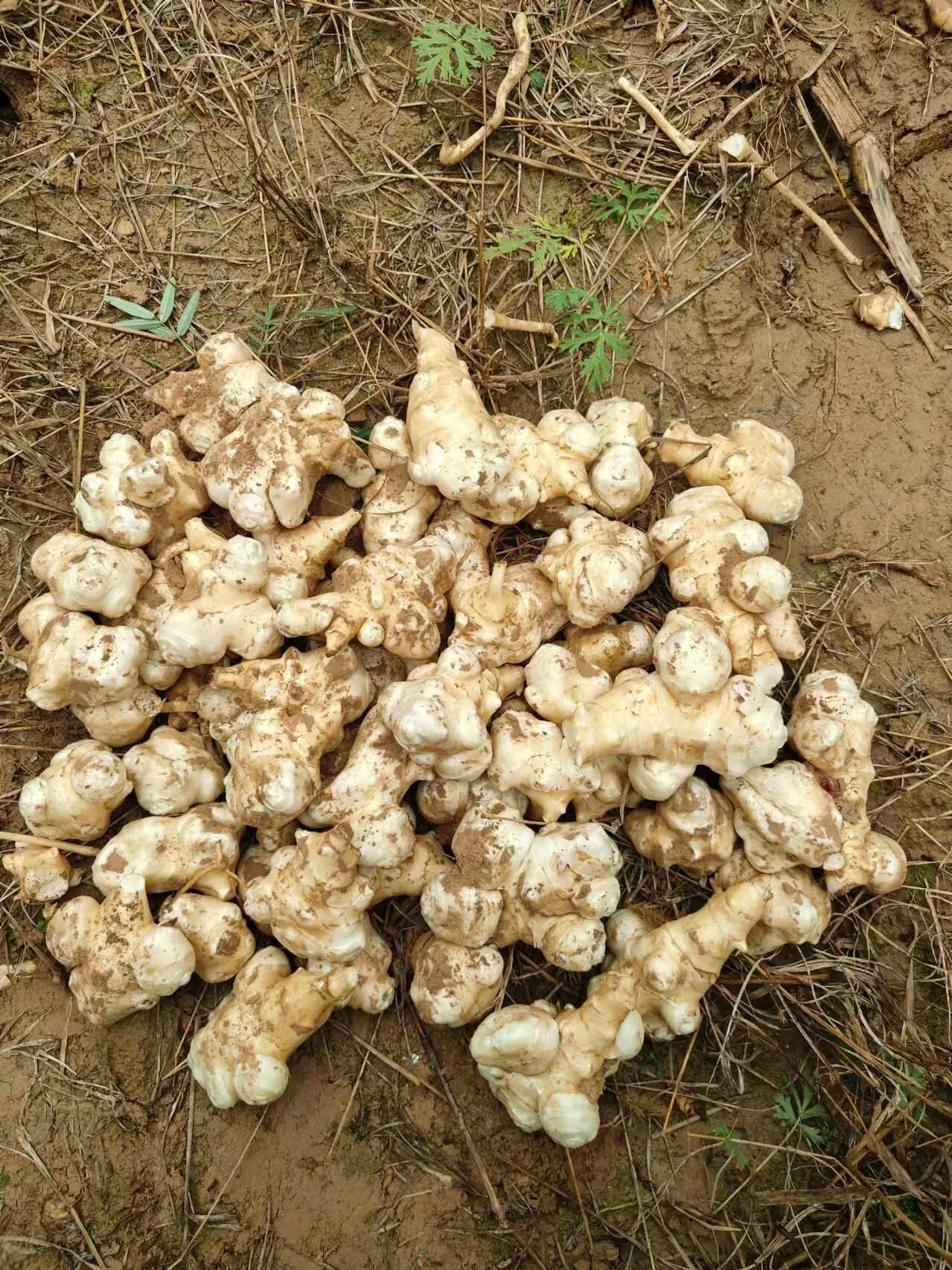 洋姜大量发货，产地直供需要联系，