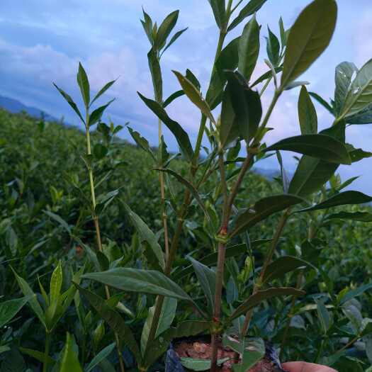 永丰县药用黄栀子（山栀子）苗：品种纯 选品优，成活高