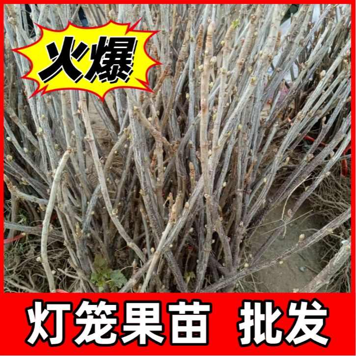 东北果树苗盆栽灯笼果苗南北方种植灯笼果树苗大果地栽水果苗包邮