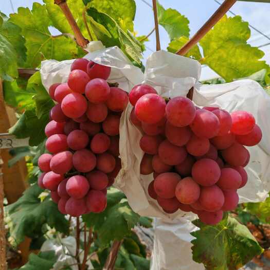 陆良县红提葡萄