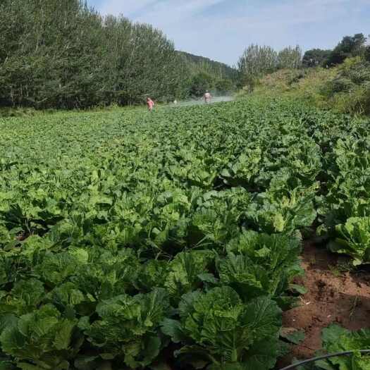 旬邑县高山冷凉大白菜