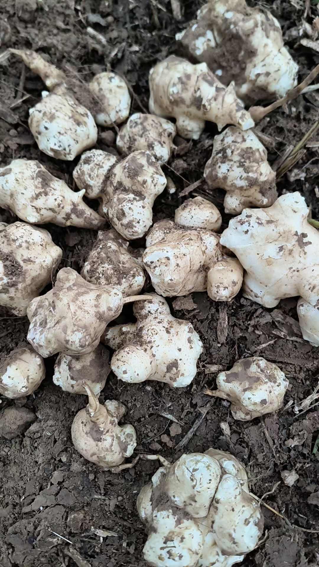 洋姜大量发货，产地直供需要联系，