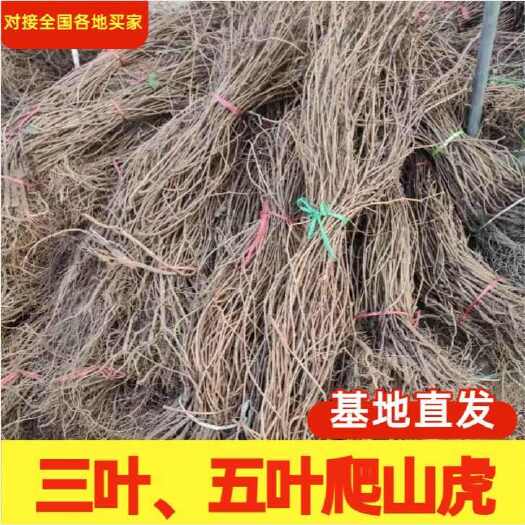 爬山虎大苗快速爬藤植物五叶三叶长藤四季易活室外庭院爬墙虎耐寒