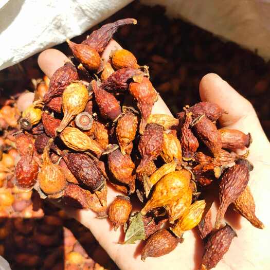 梧州金樱子中期果 干货足干