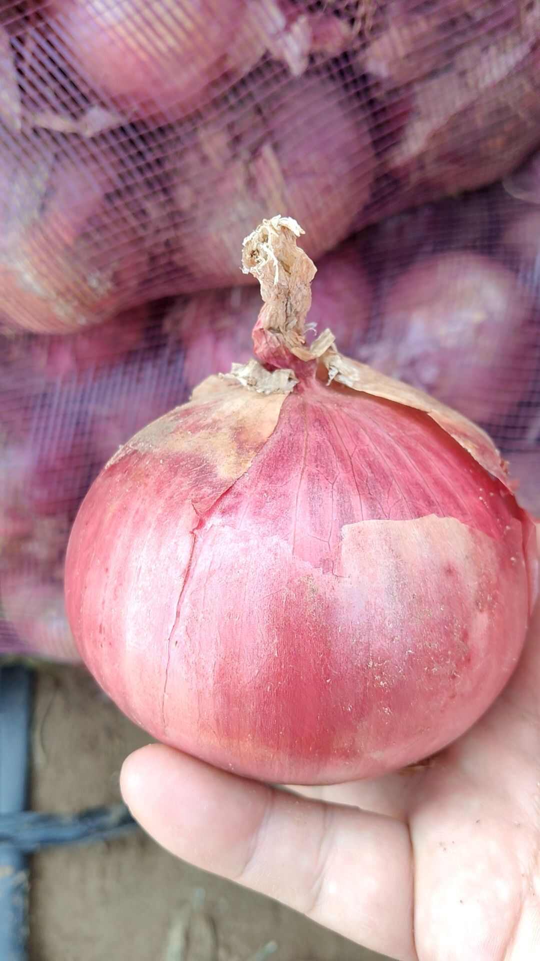 红美洋葱