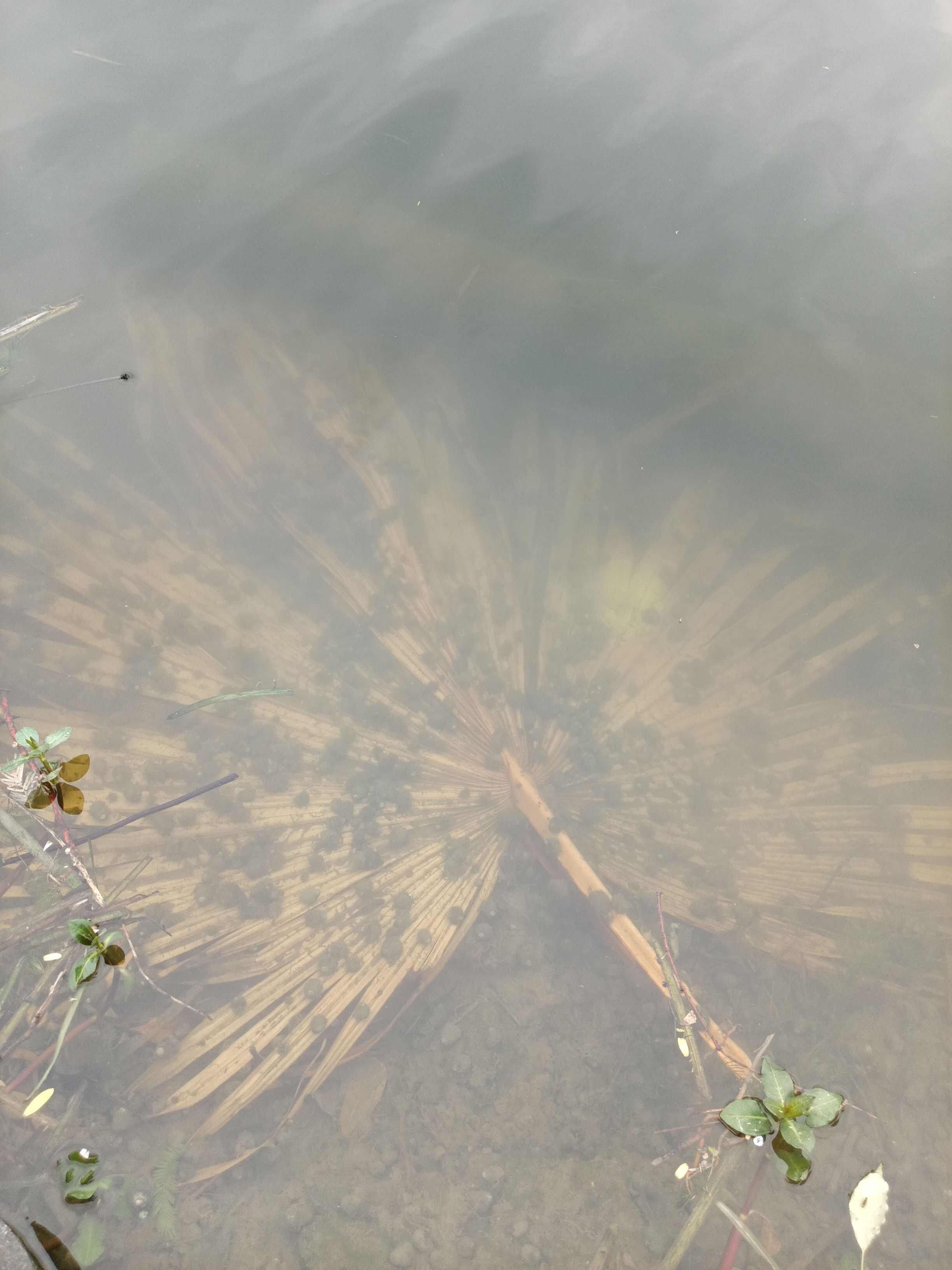 螺蛳，饲料螺批发！ 喂螃蟹，蚂蝗，青鱼