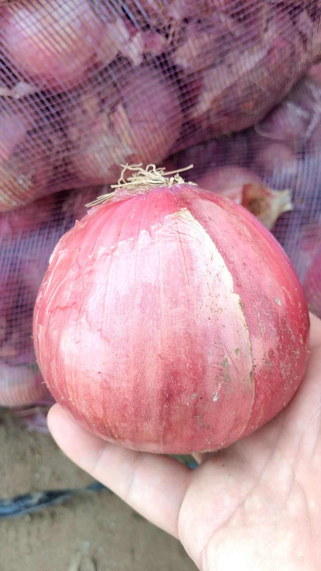 红美洋葱