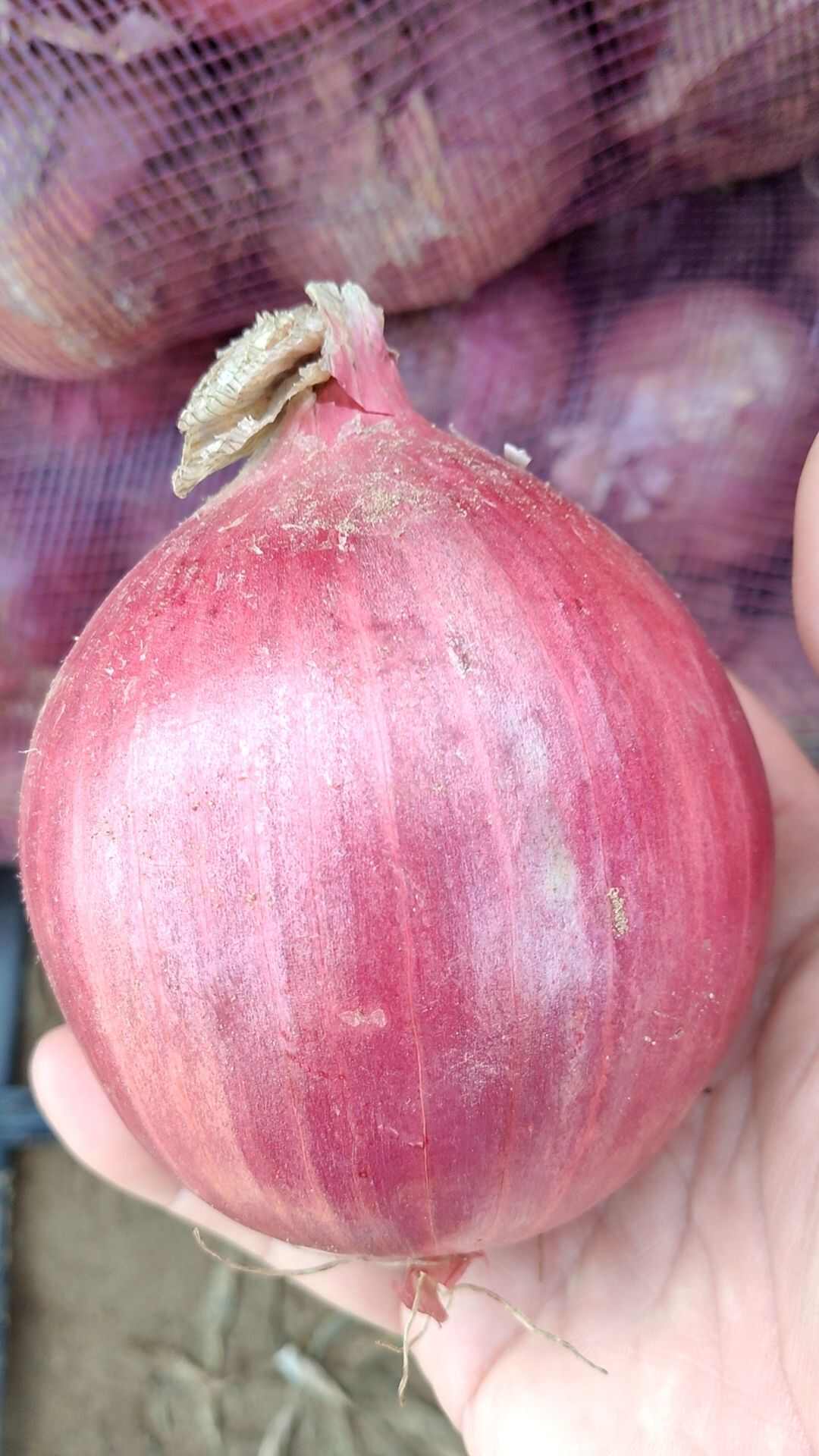 红美洋葱