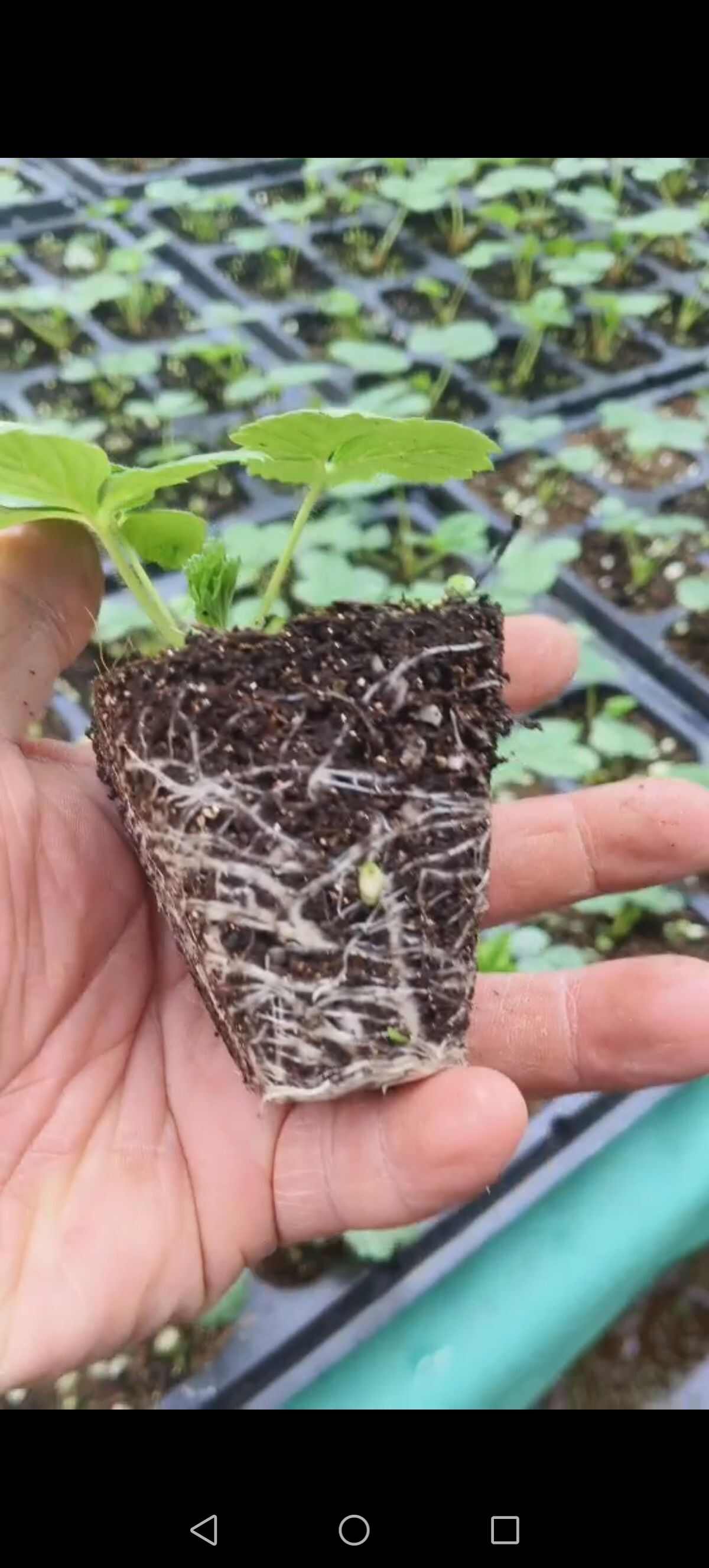 脱毒红颜种苗。生产苗