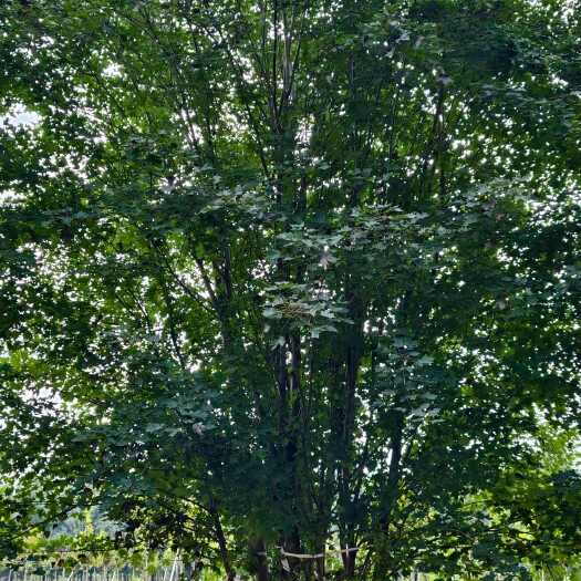 邳州市丛生美国红枫基地