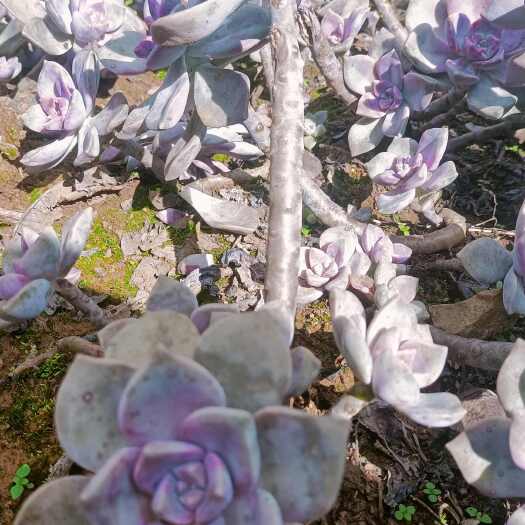 广南县多肉紫乐 .单头. 多头  .整桩.老桩
