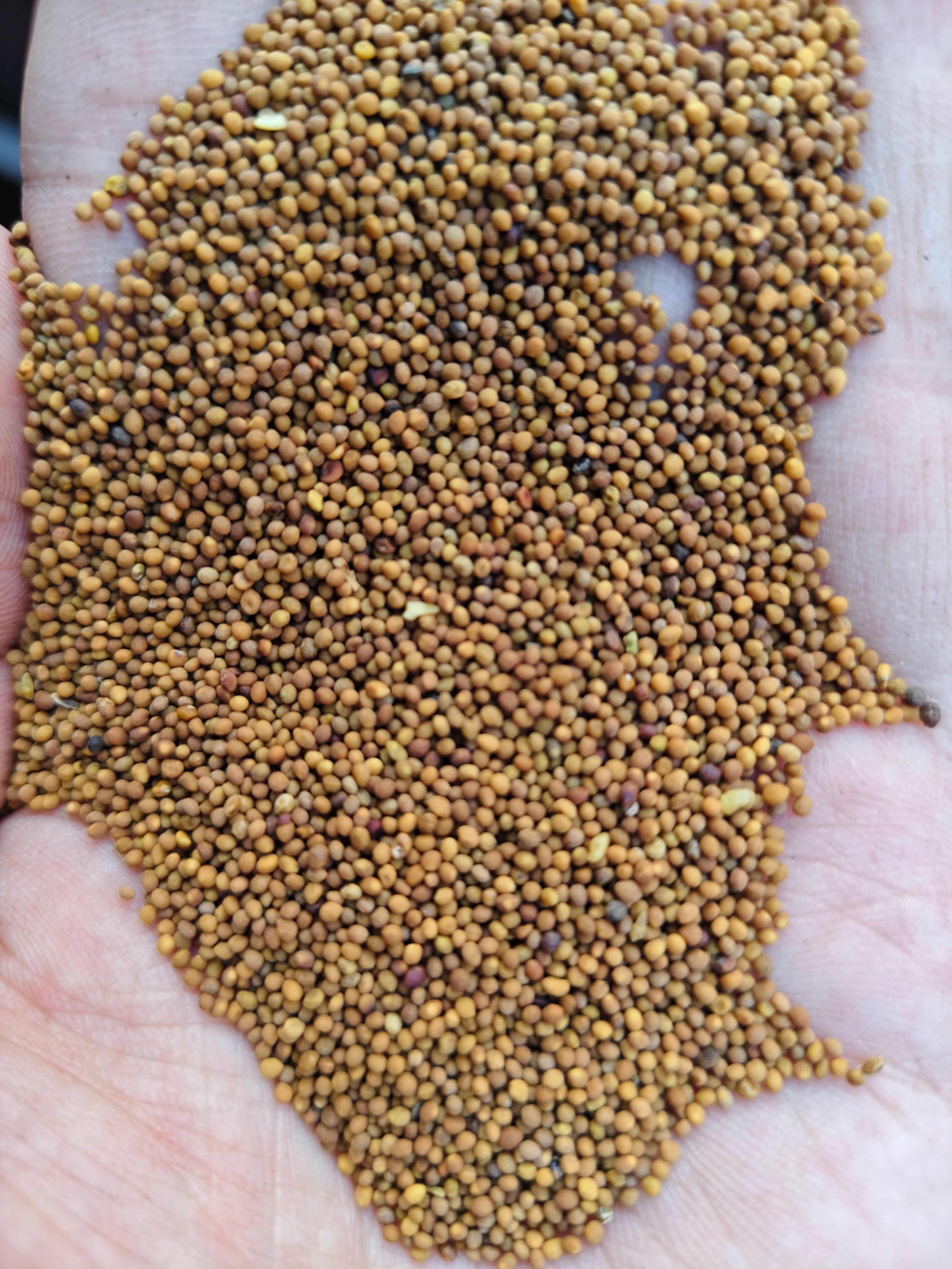 菟丝子 各种规格菟丝子批发零售