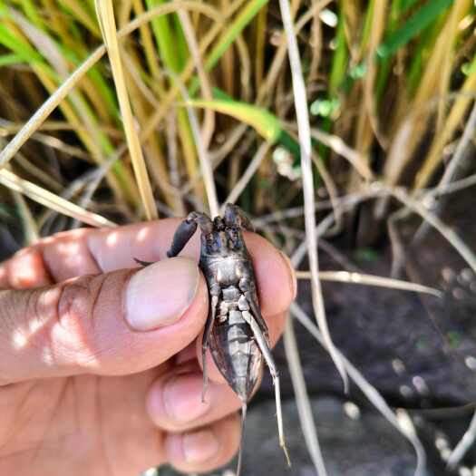 普格县四川桂花蝉