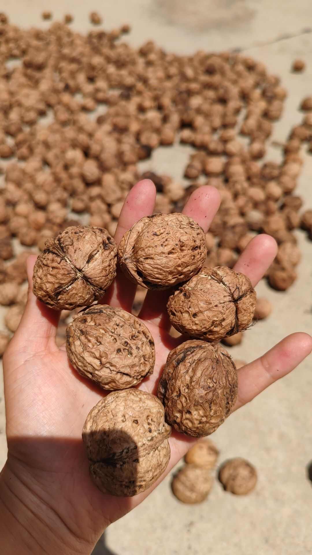 楚雄市云南老树薄壳核桃干果，山核桃现货现发麻子核桃批发可零售
