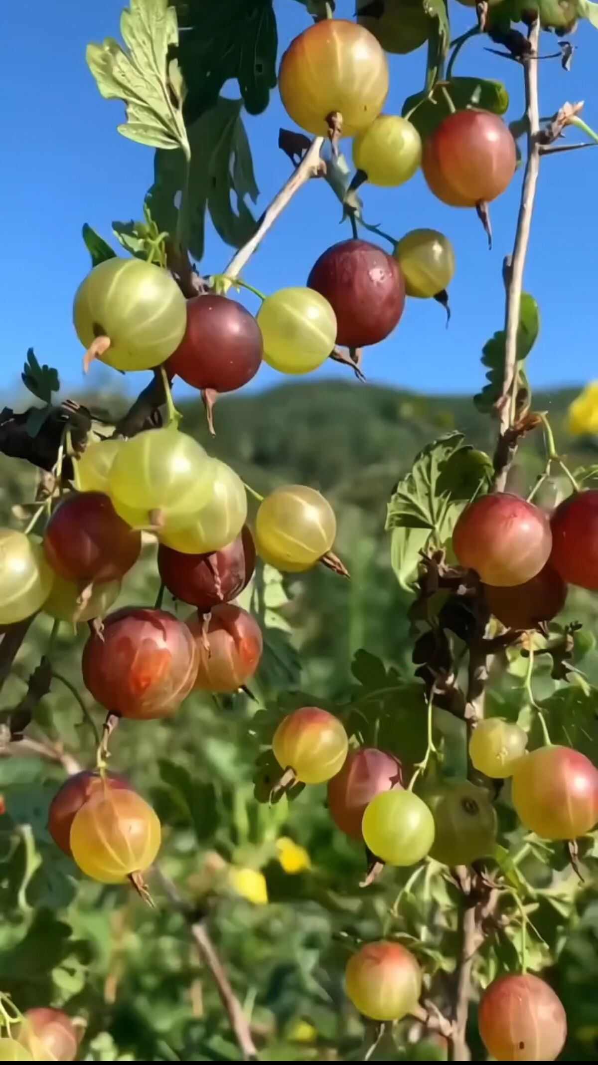 东北果树苗盆栽灯笼果苗南北方种植灯笼果树苗大果地栽水果苗包邮