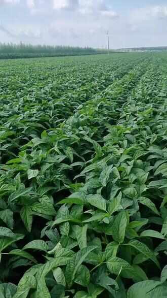 豆蛋丰腐殖酸水溶肥大豆五叶以上用根粗根壮熬合肥