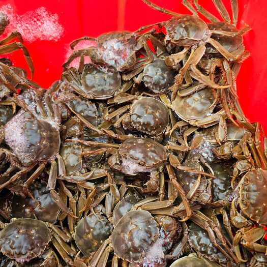 唐山这里是河北唐山丰南区，稻田蟹产地直发一手货源