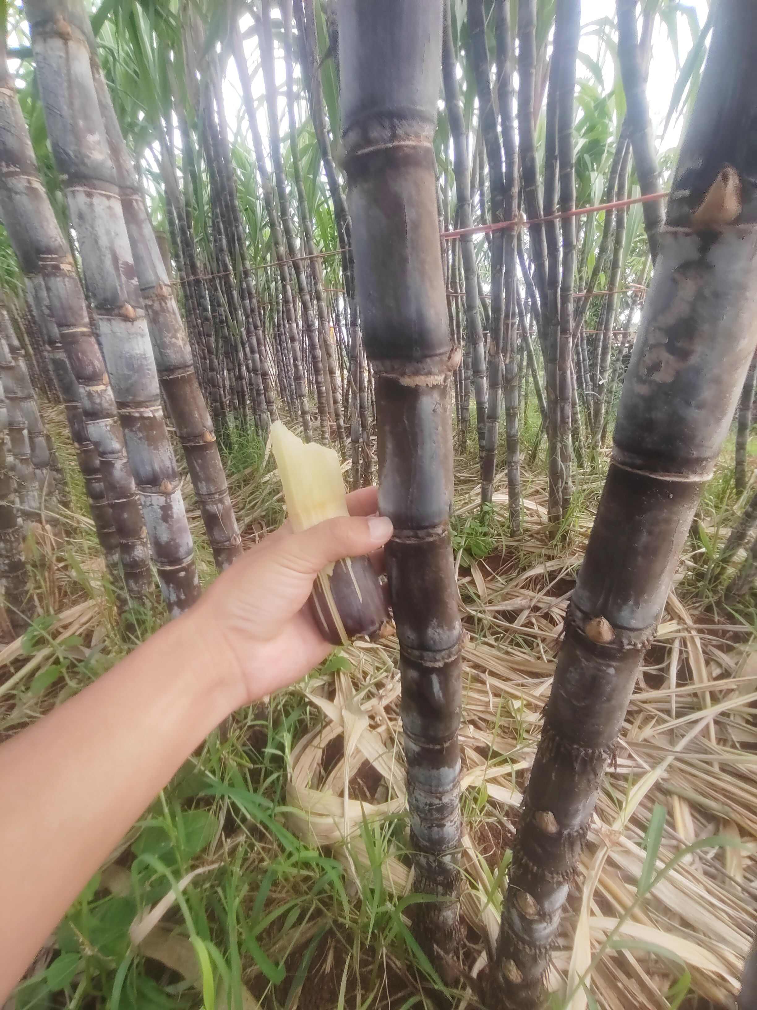 海南临高红土黑皮甘蔗