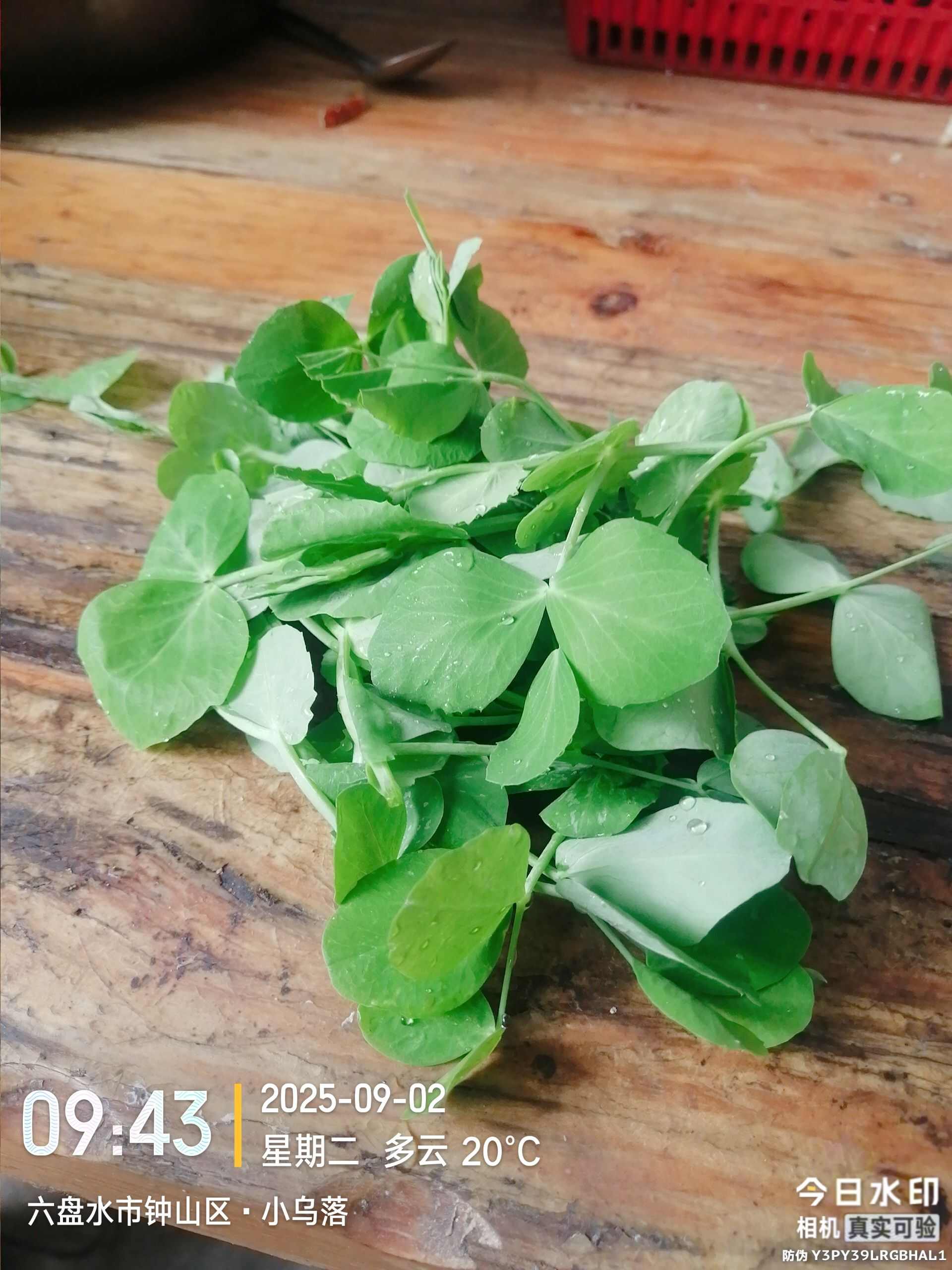 豌豆尖、碗豆苗