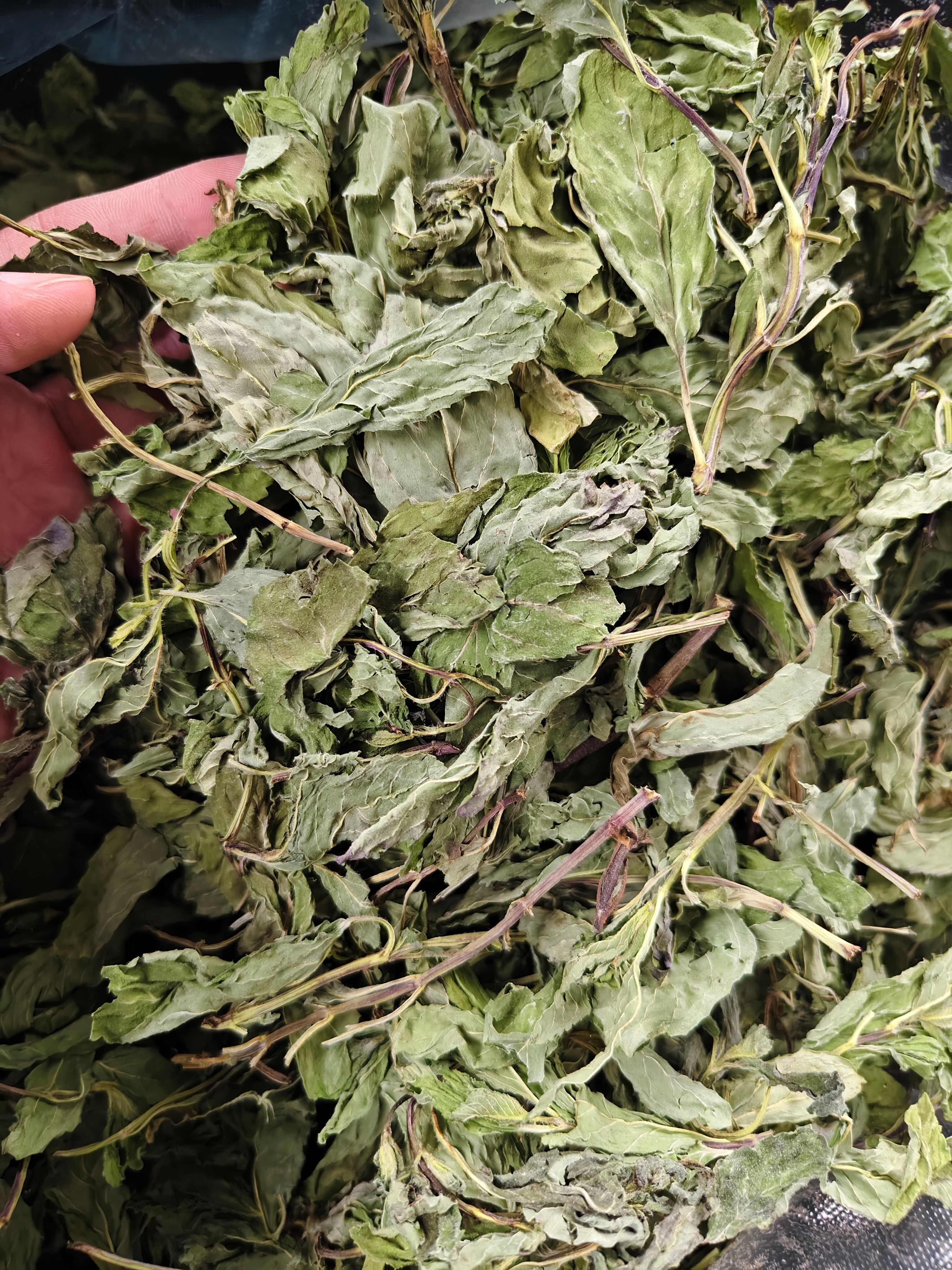 薄荷叶 头茬薄荷叶颜色绿味道浓批发零售