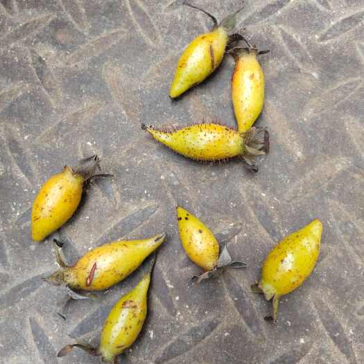 樟树市金樱子(，男人佳品)