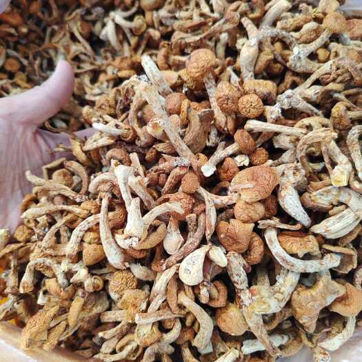 东北头茬滑子蘑特等货   新菌去根