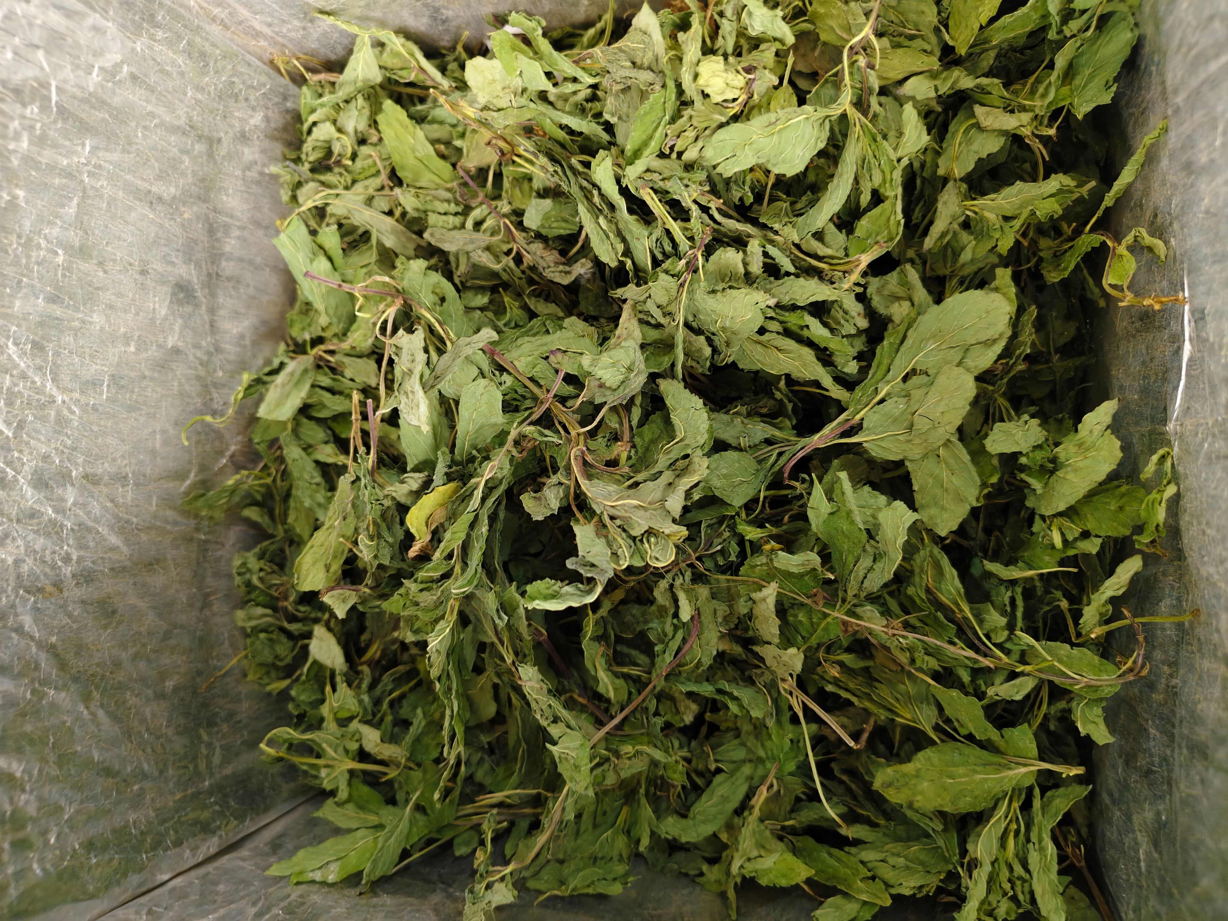 薄荷叶 头茬薄荷叶颜色绿味道浓批发零售