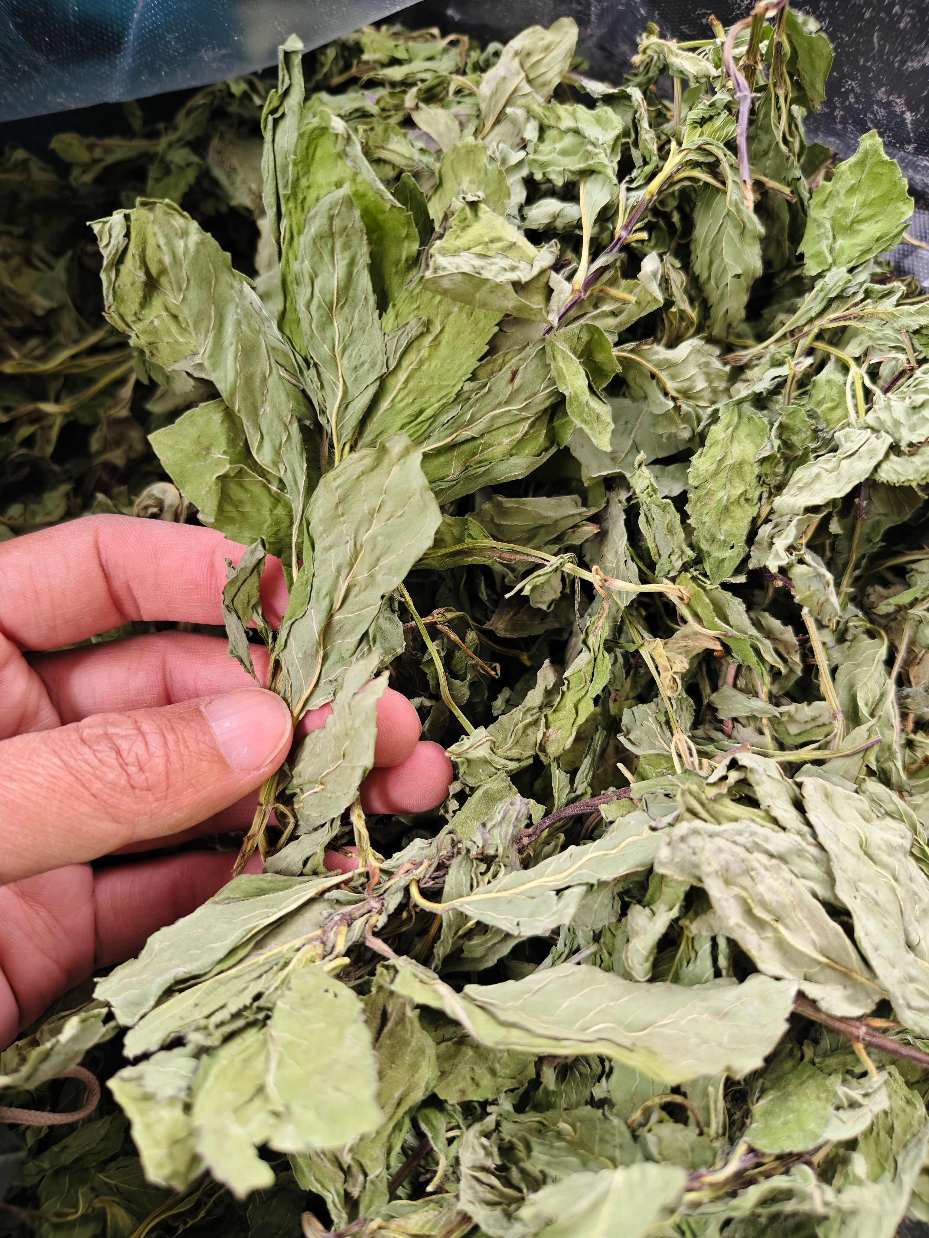 薄荷叶 头茬薄荷叶颜色绿味道浓批发零售
