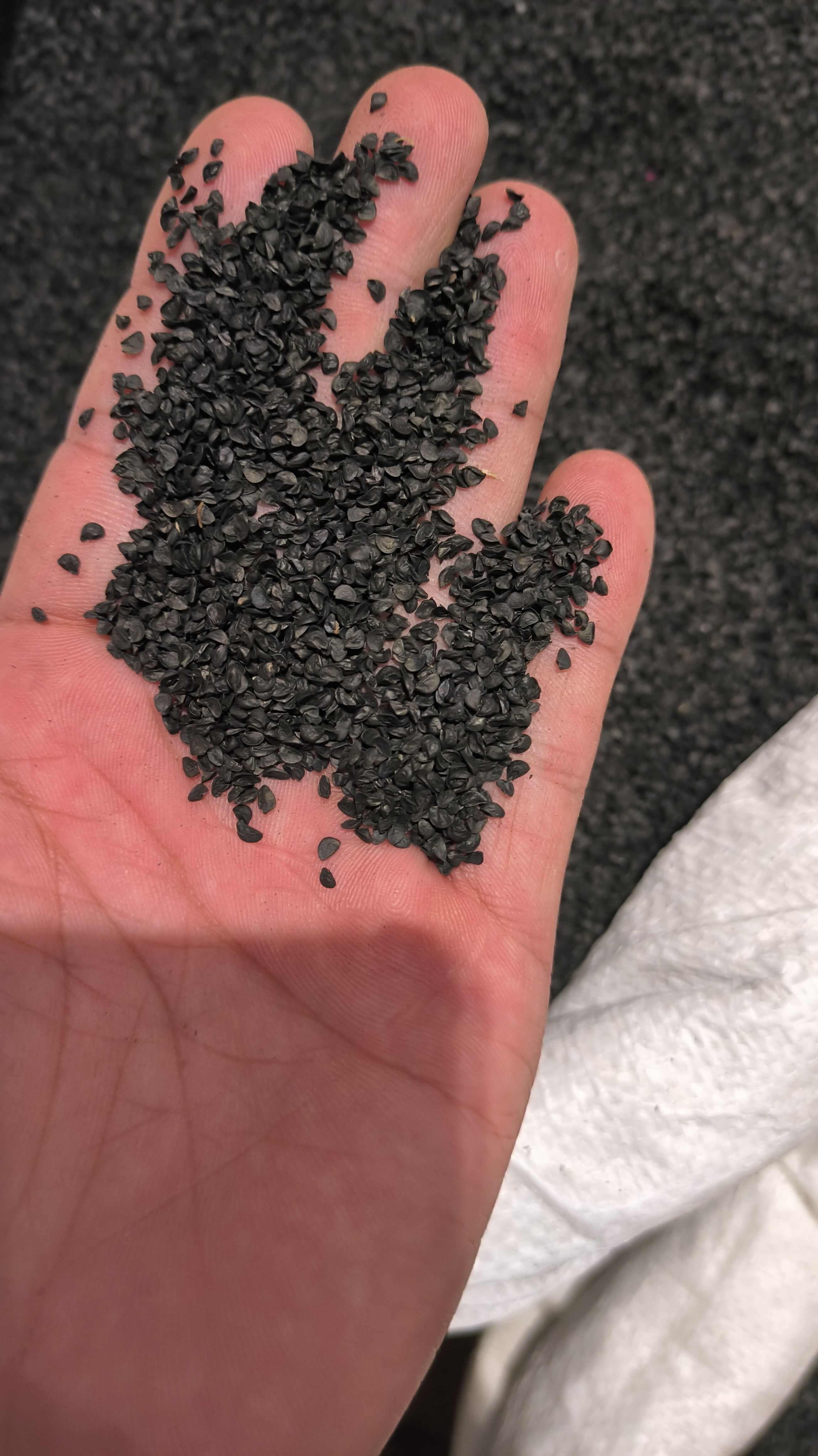 韭菜籽 正品 无硫 质量保证 诚信经营 量大从优欢迎咨询