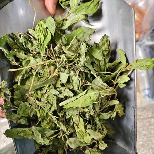 安国市薄荷叶 头茬薄荷叶颜色绿味道浓批发零售