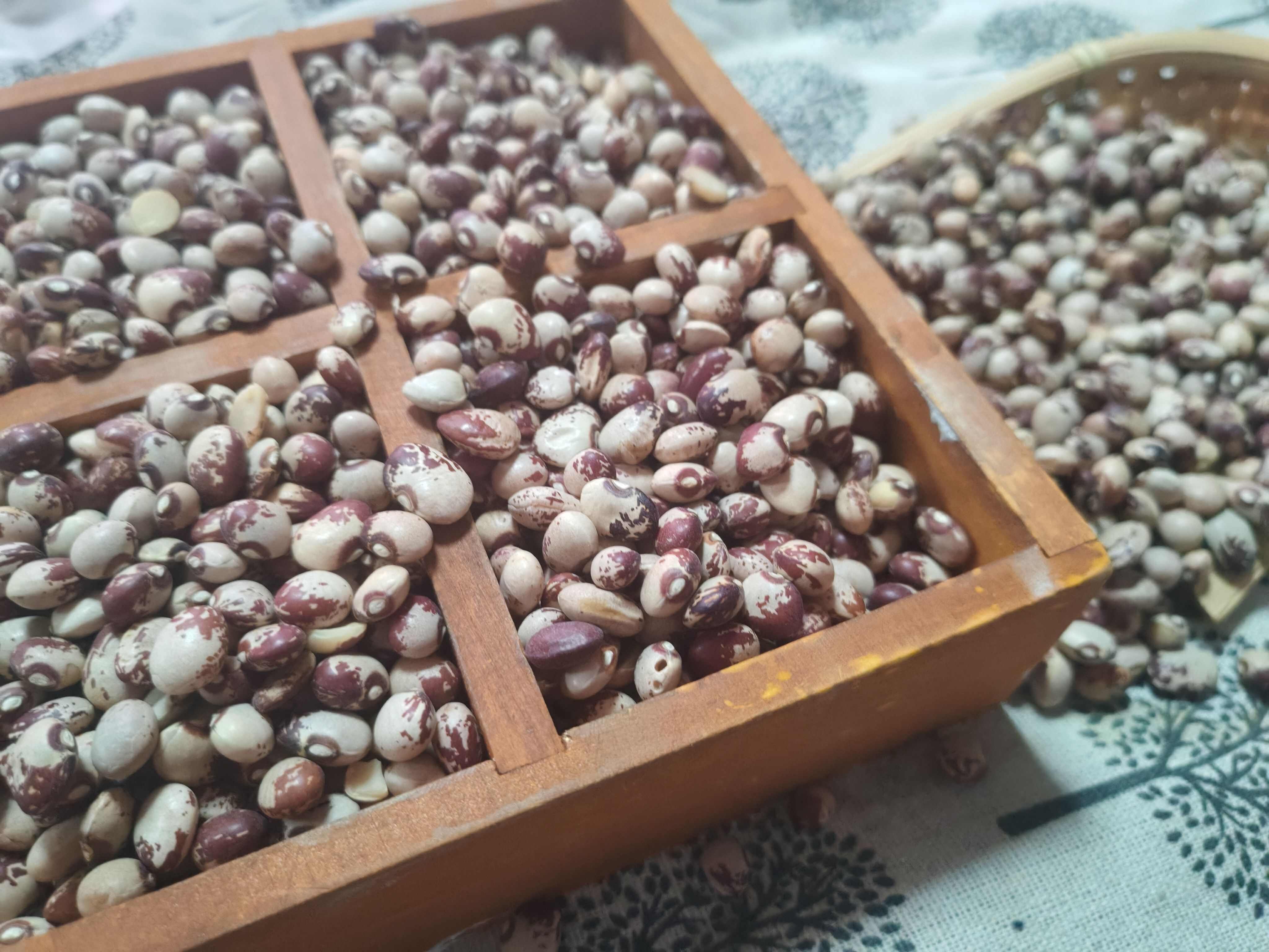 熊猫豆 圆粒芸豆  花芸豆