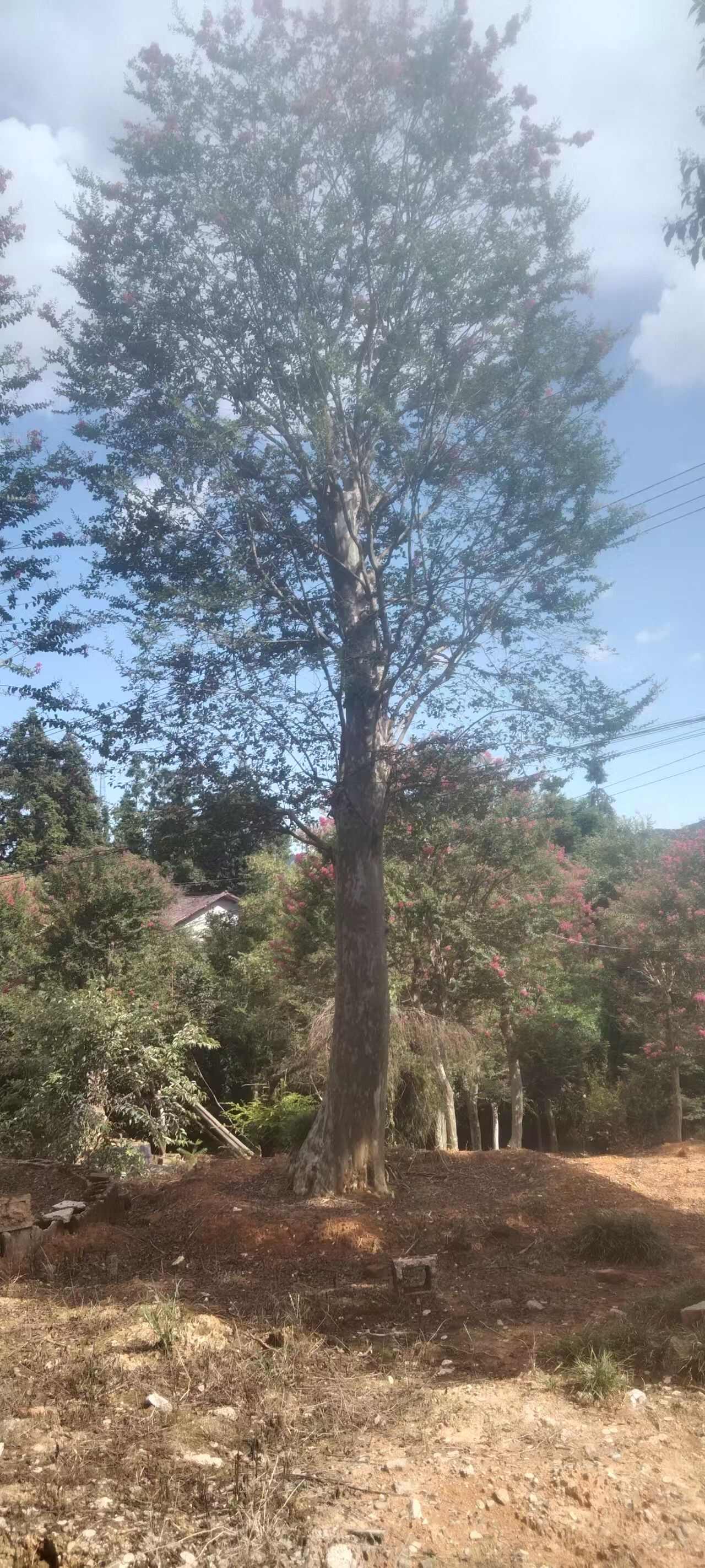 精美红花美国紫薇基地出售价格美丽