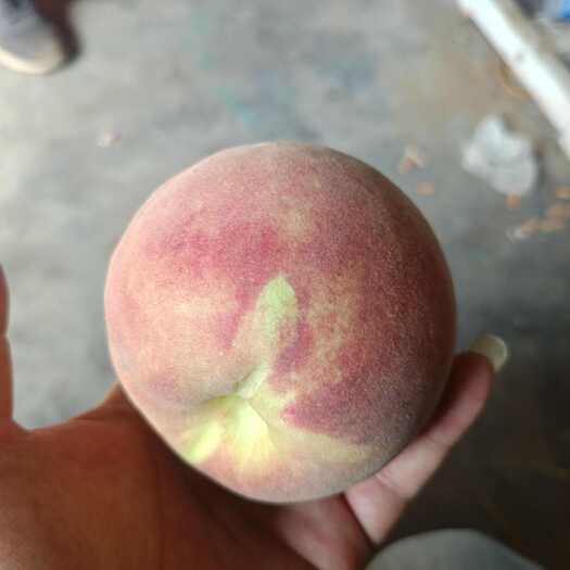 广宗县秋彤二茬果，小果三两半，到半斤的