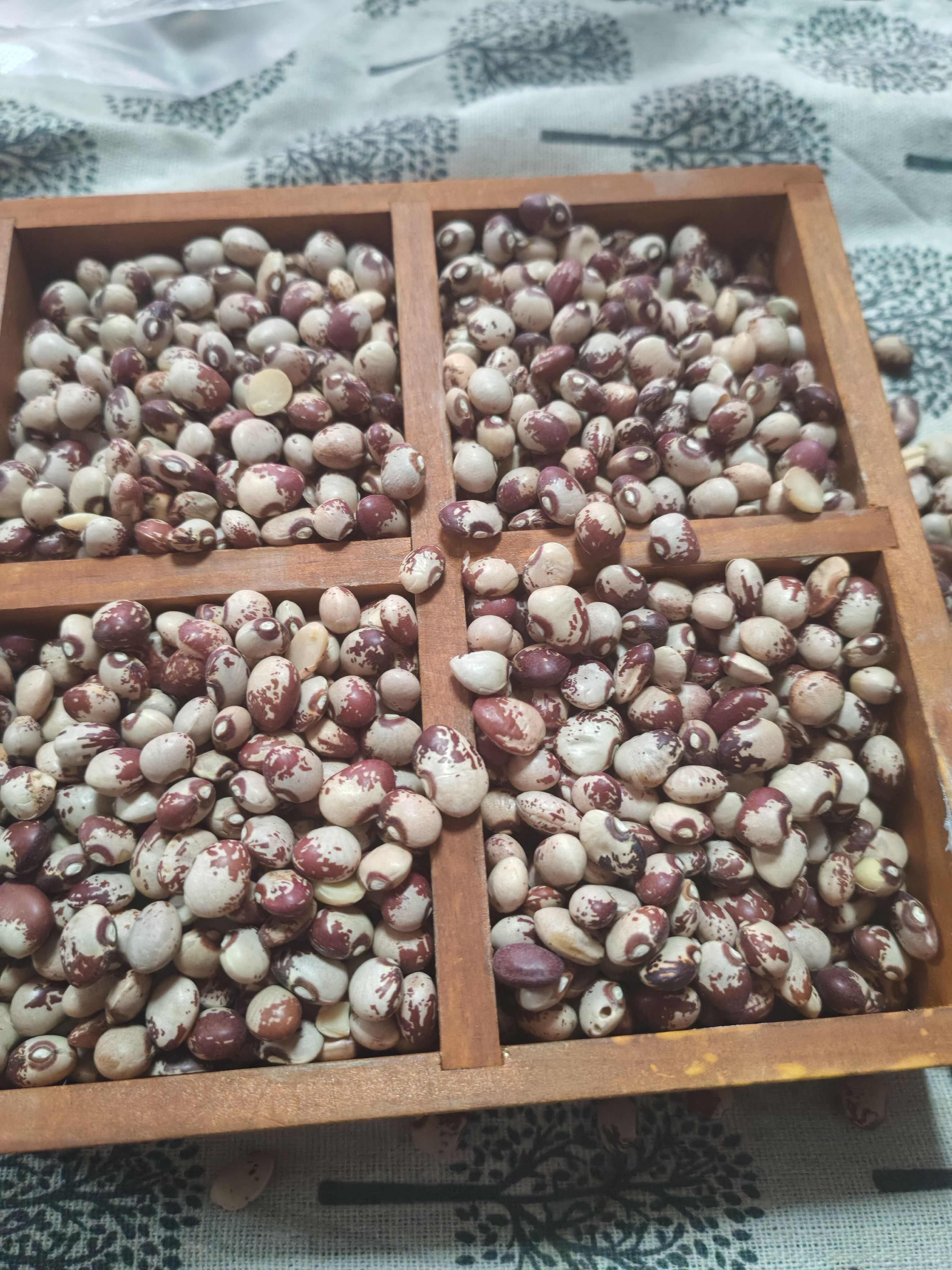 熊猫豆 圆粒芸豆  花芸豆