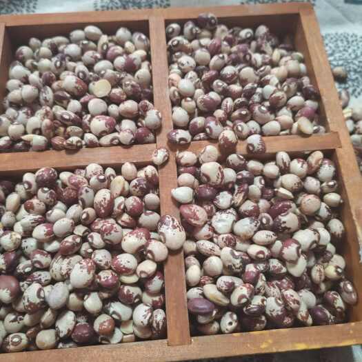 亳州熊猫豆 圆粒芸豆  花芸豆