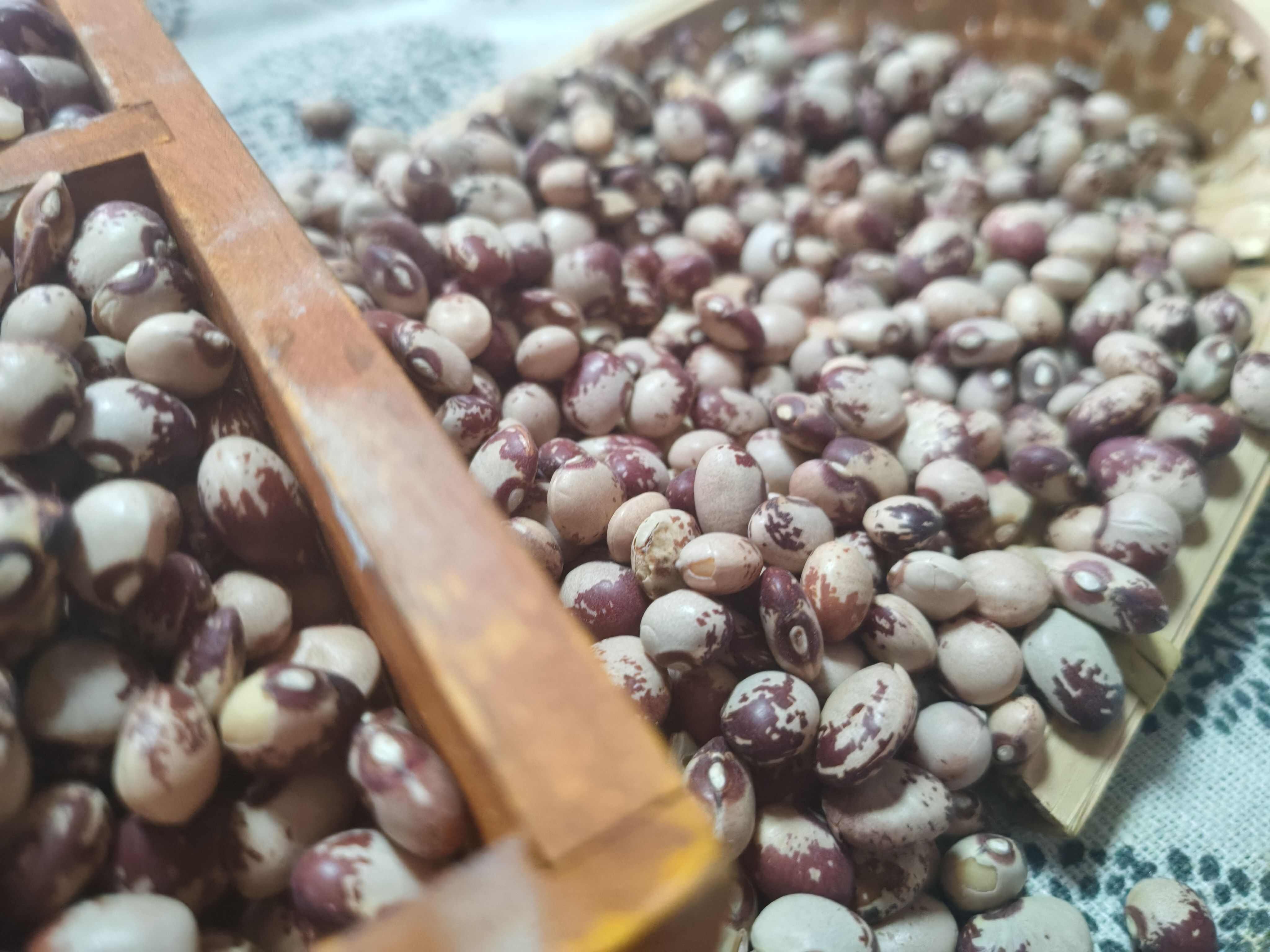 熊猫豆 圆粒芸豆  花芸豆