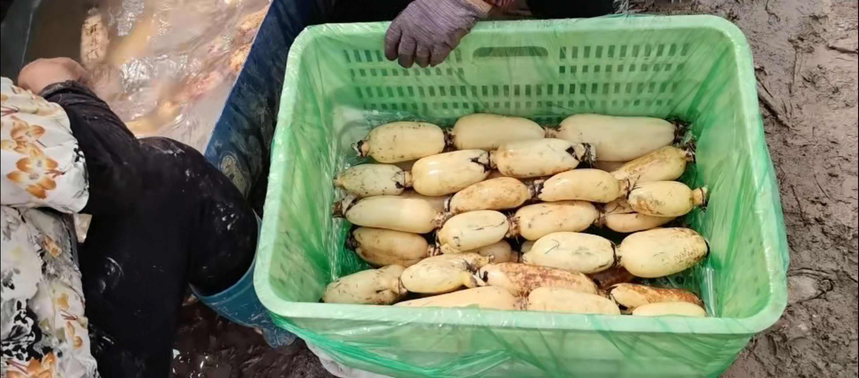鄂莲6号，绿色鲜脆莲藕