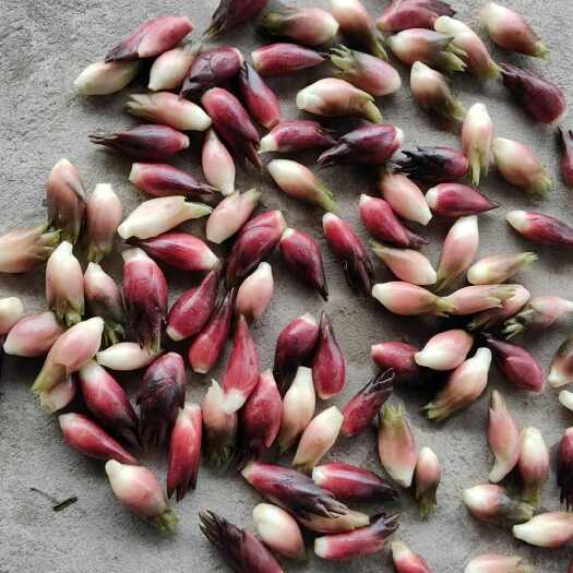 霍山县新鲜阳荷