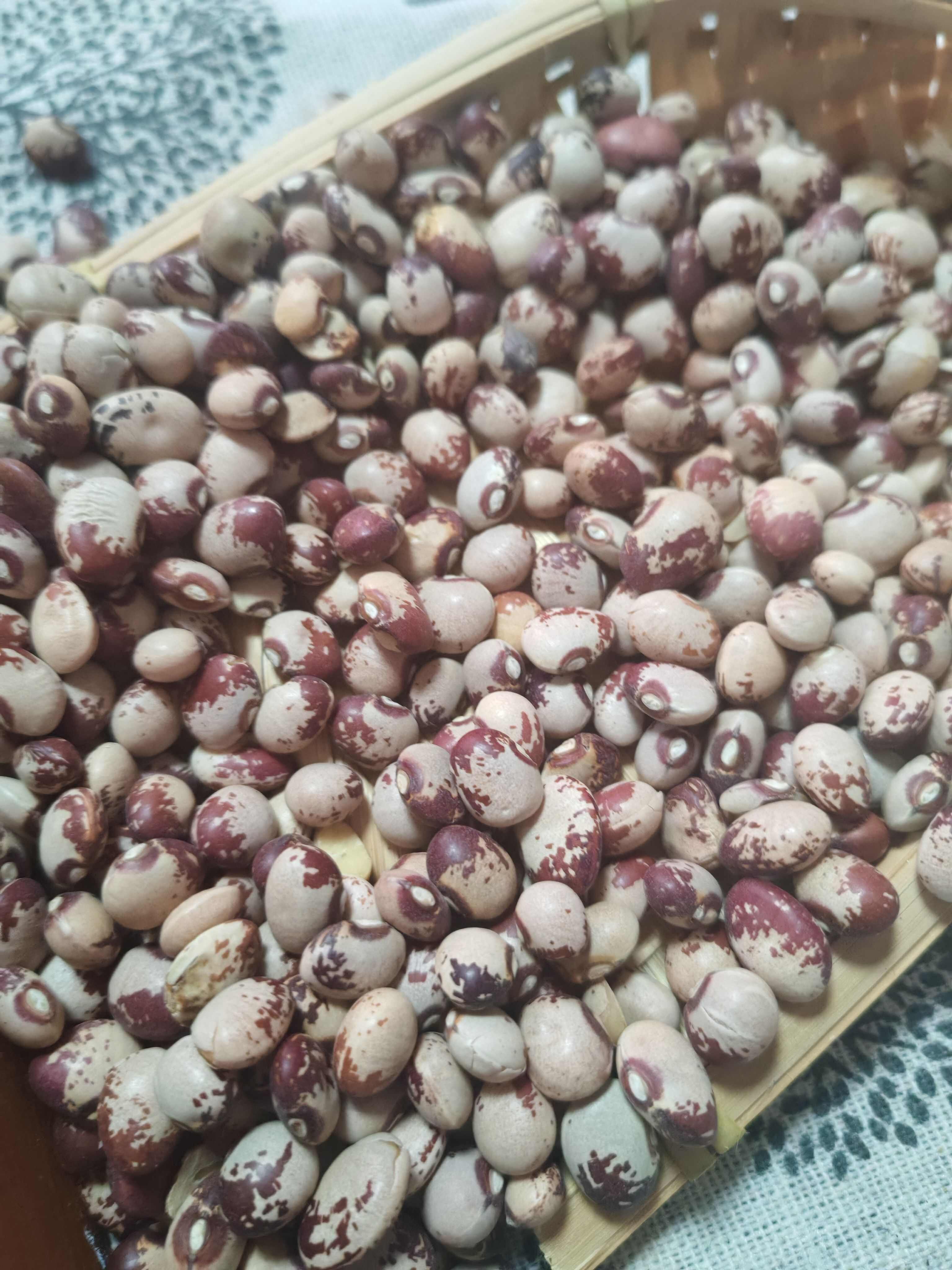 熊猫豆 圆粒芸豆  花芸豆