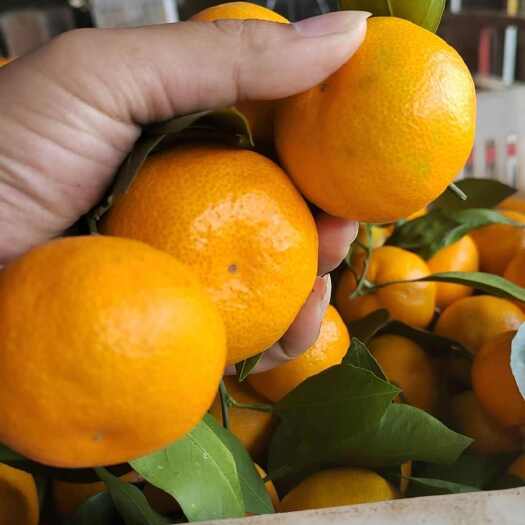 宜昌柑桔电商蜜橘 高山蜜桔 湖北特早蜜橘 商超柑桔