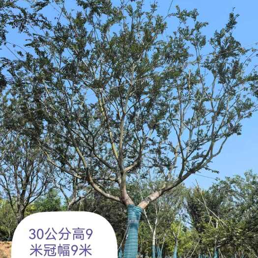 来安县安徽滁州小叶朴树苗木批发 优质乔木绿化树种