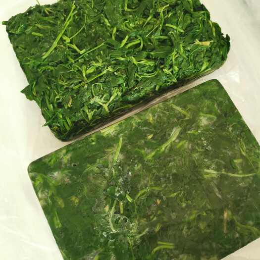 沧县速冻苜蓿， 苜蓿脱水苜蓿，鲜菜苜蓿餐饮食材